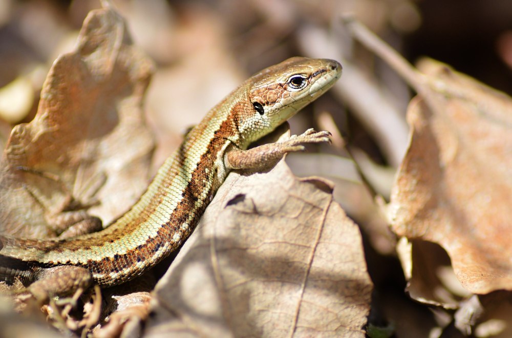 Ящерица Луговая (Lacerta praticola)