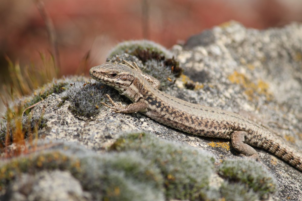 Ящерица Уральская