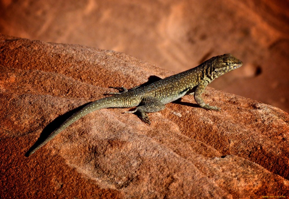 Ящерица Линдгольма