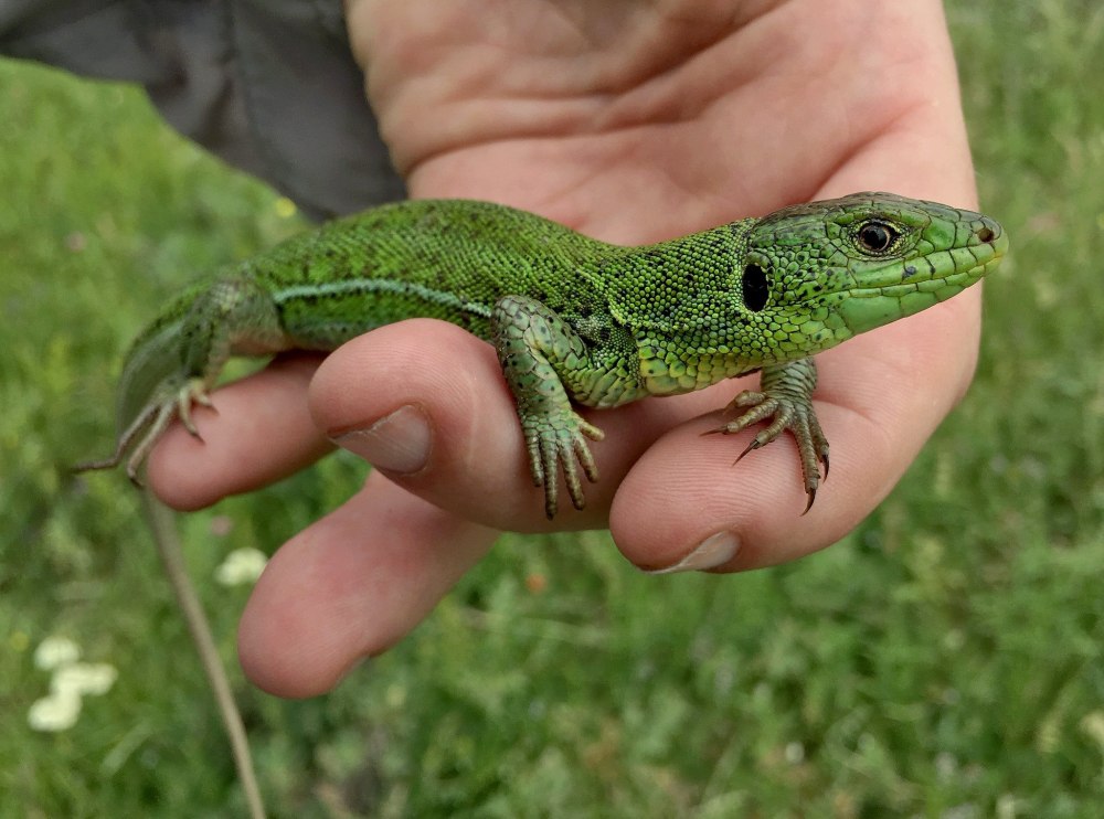 Ящерица зеленая в России