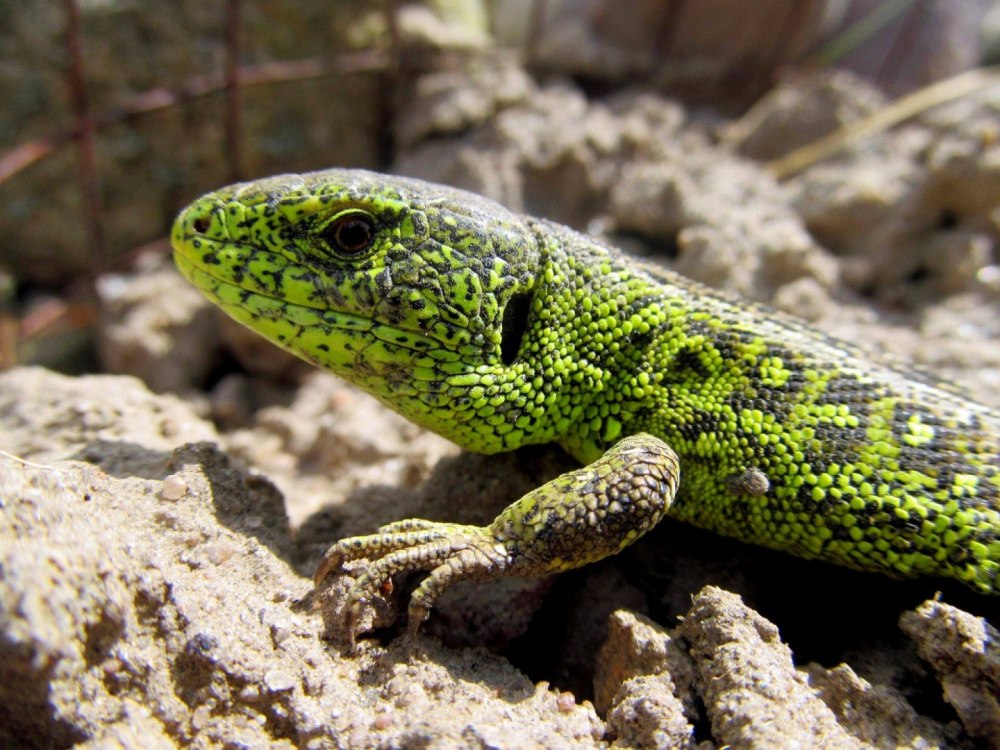 Зеленая прыткая ящерица