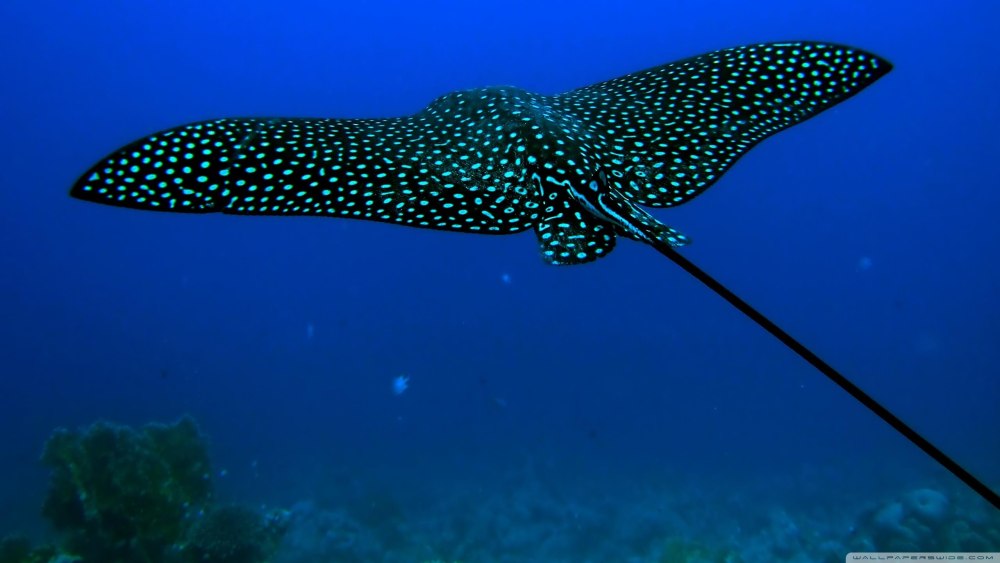 Скат орляк пятнистый