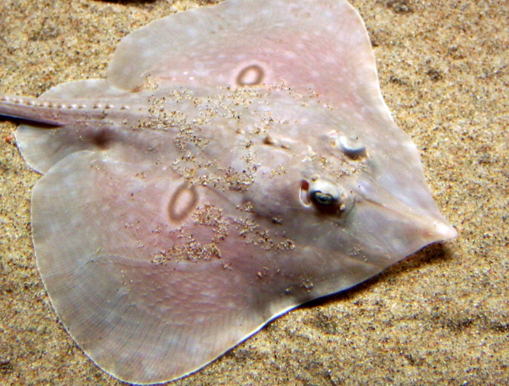 Скат хвостокол строение