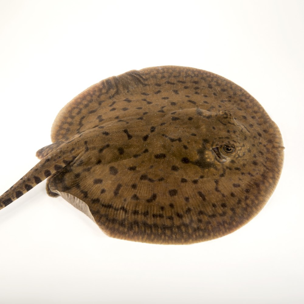 Скат круглый