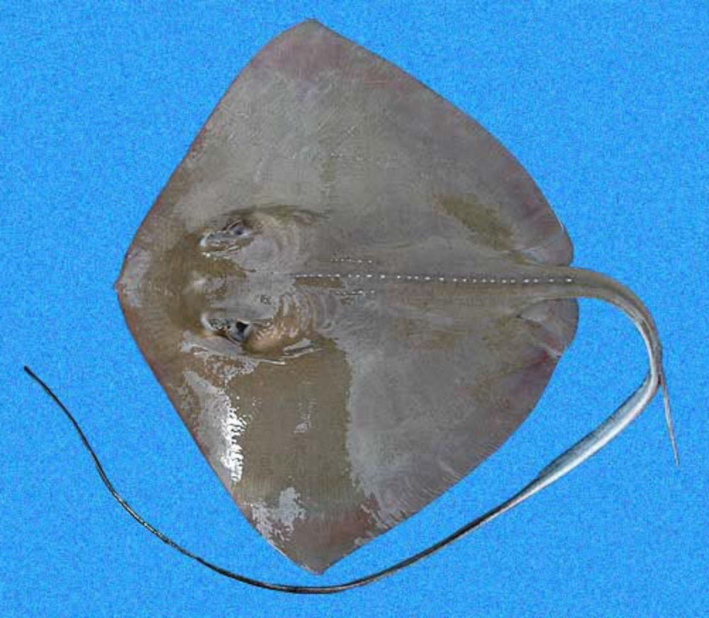 Древние скаты