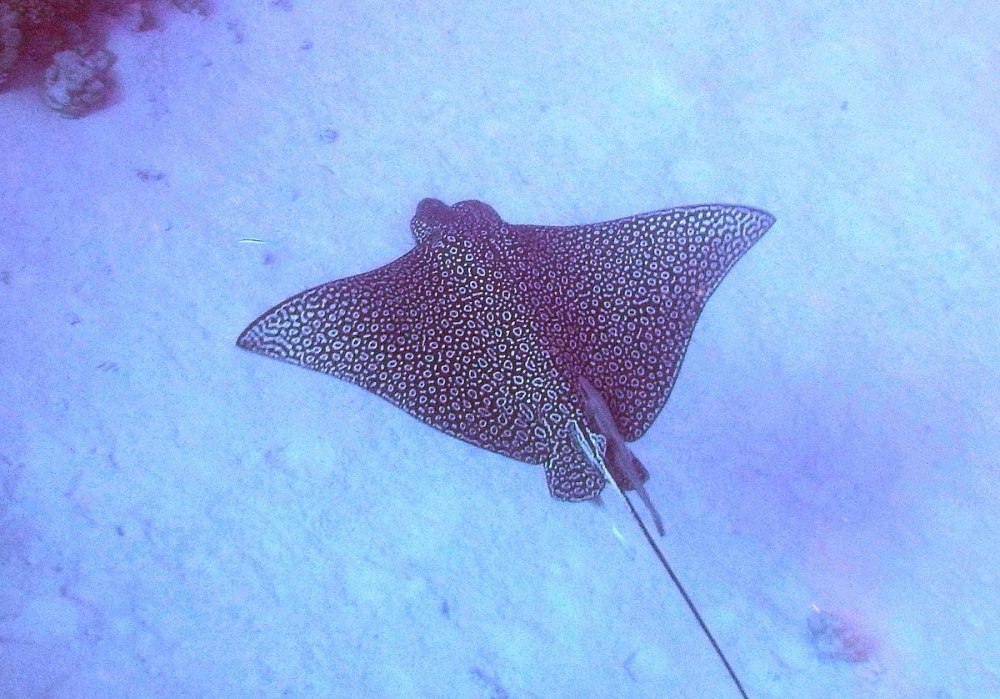 Скат Eagle ray