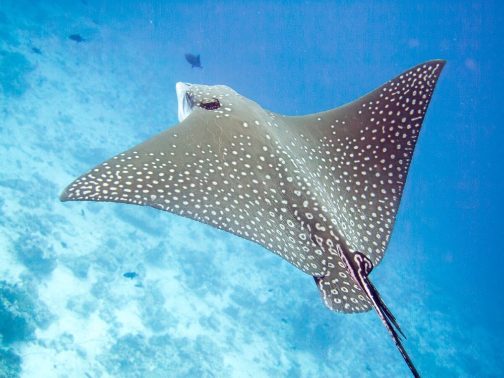 Пятнистый Скат хвостокол