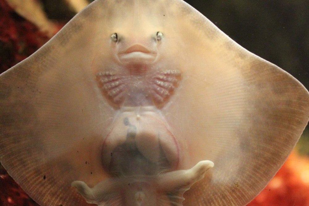 Скат двукрылый