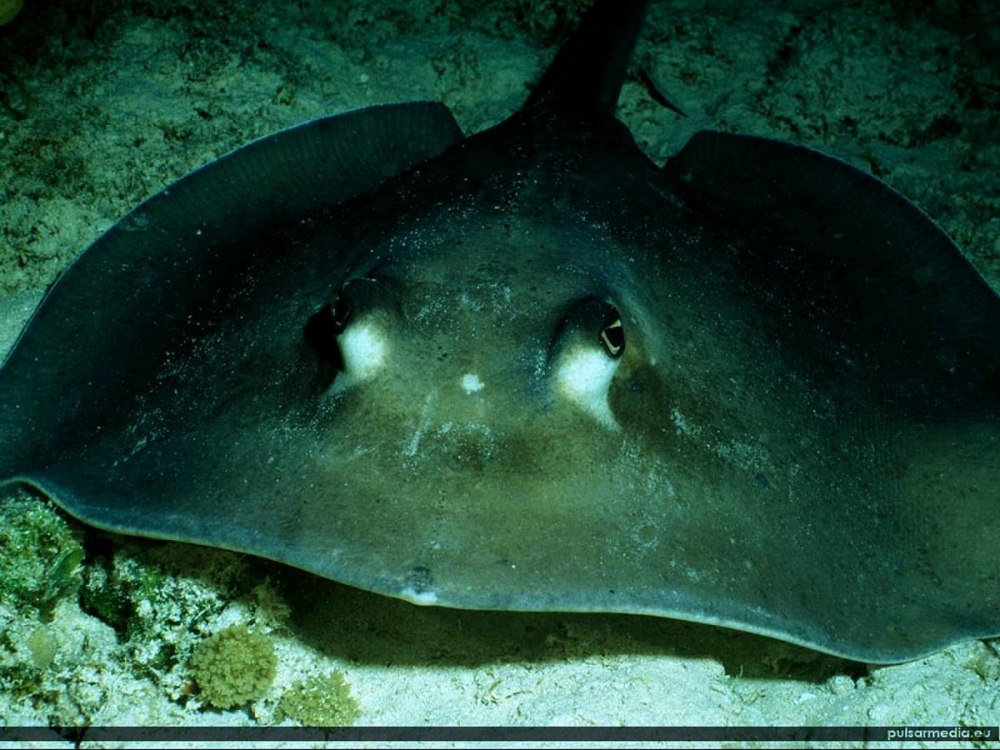Рыба Скат снизу