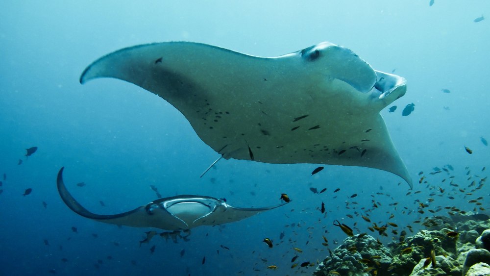 Миграция скатов Манта