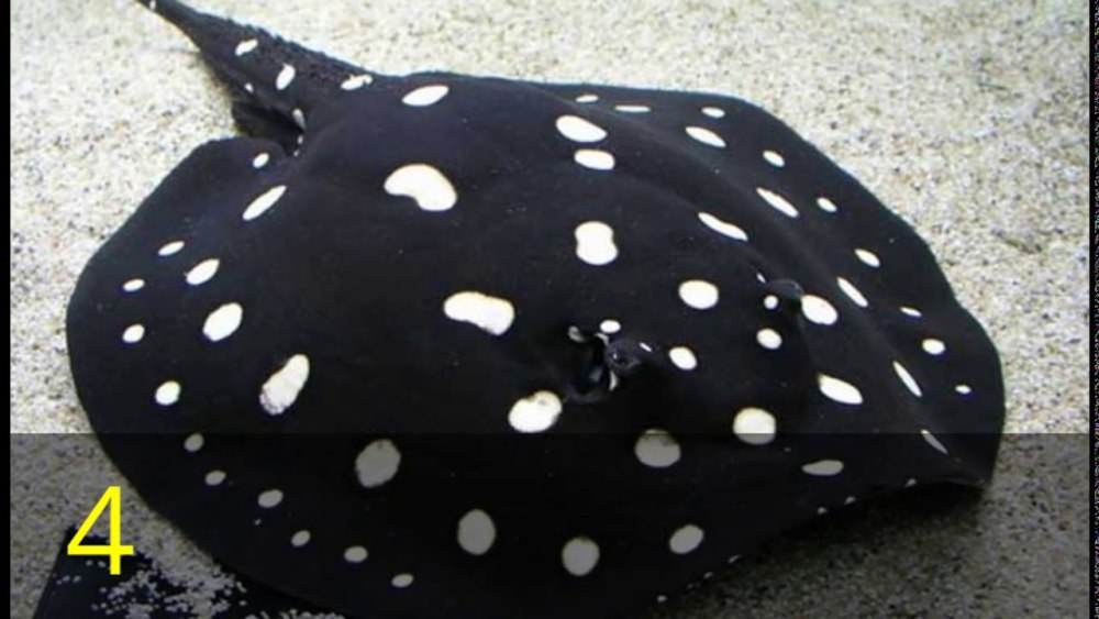 Моторо Леопольди