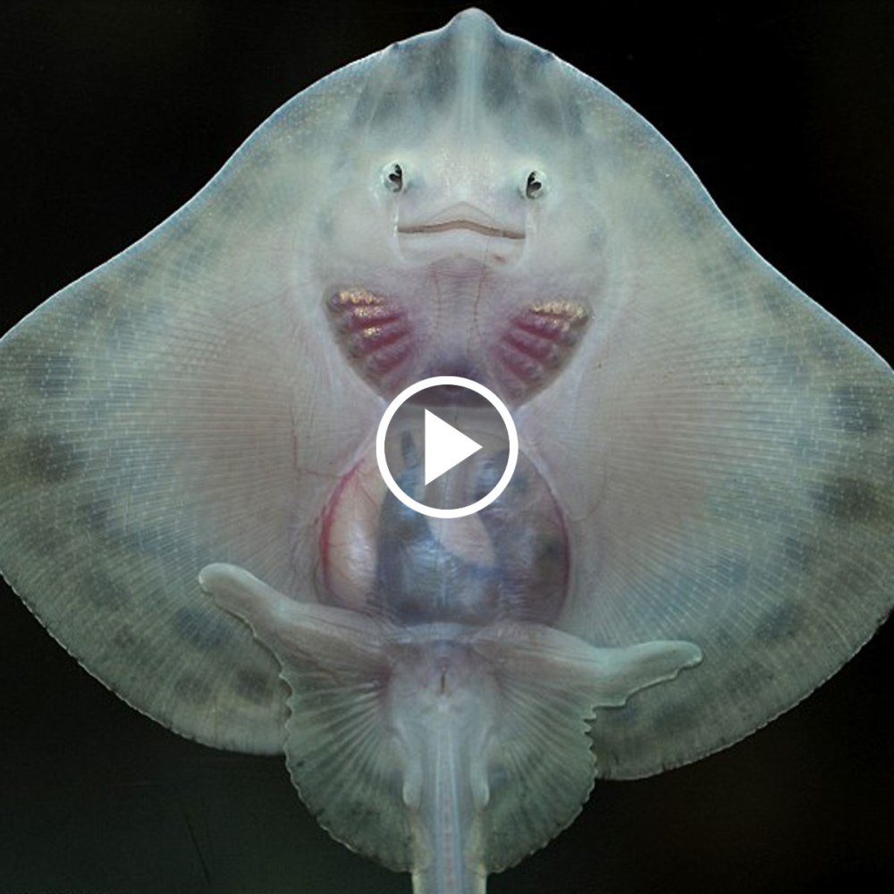 Маленький Скат