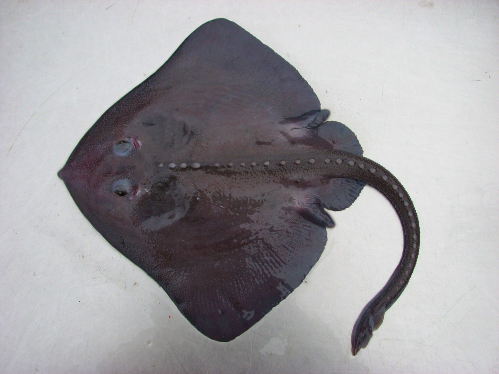 Мексиканский нитерылый Скат