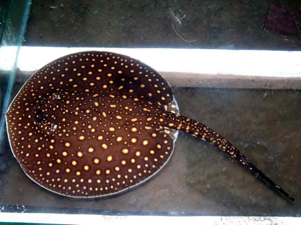 Castexi Скат Potamotrygon