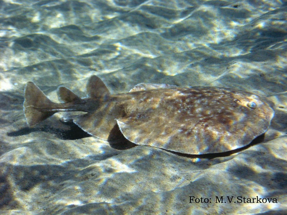 Индо-Тихоокеанский электрический Скат в Красном море