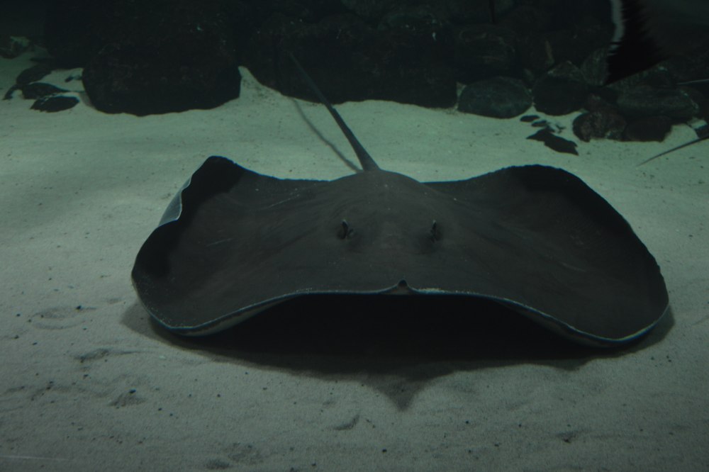 Чернопятнистый Скат хвостокол