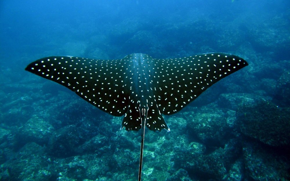 Обыкновенный Скат-орляк