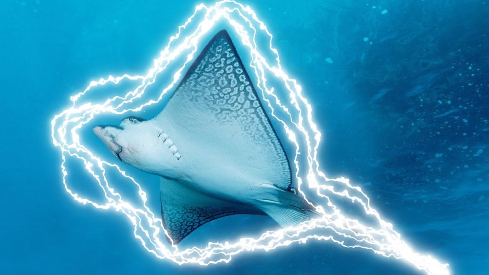 Электрический Скат ток