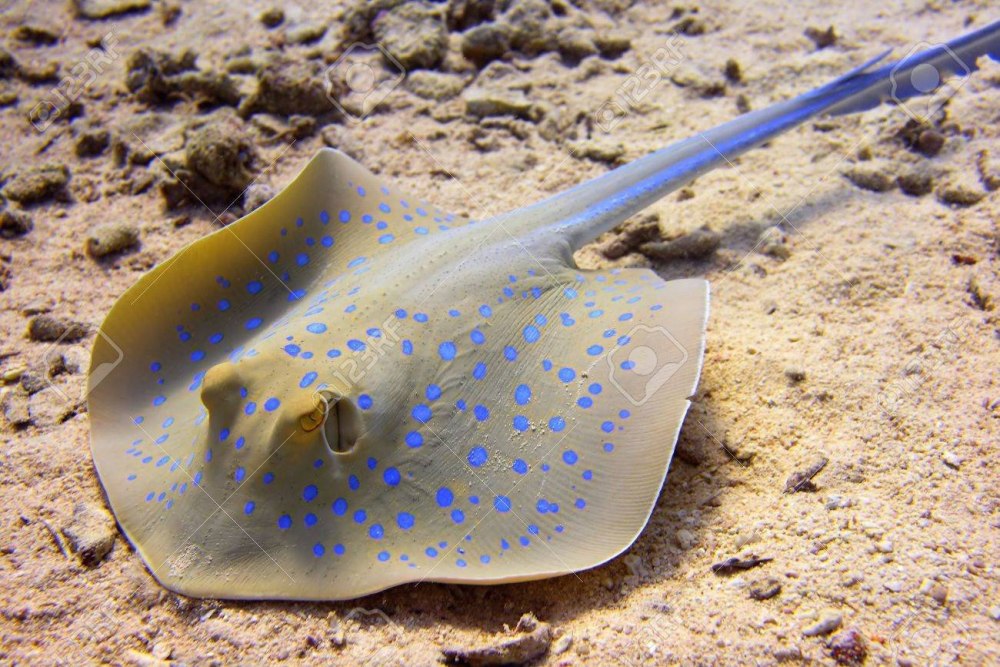 Скат хвостокол маленький