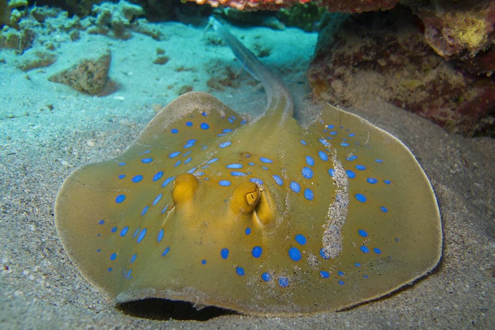 Скат хвостокол