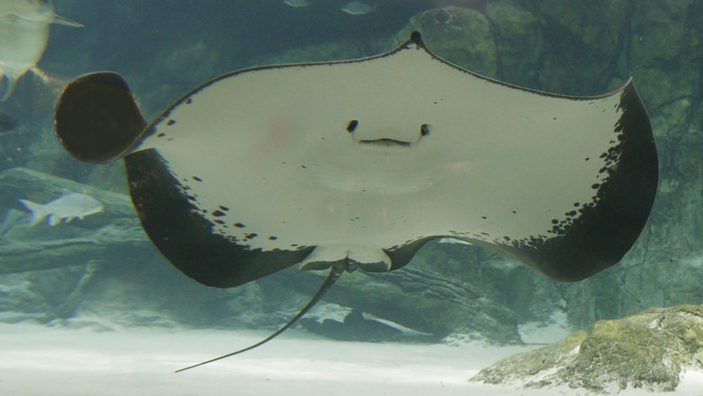 Стингрей Скат Стингрей