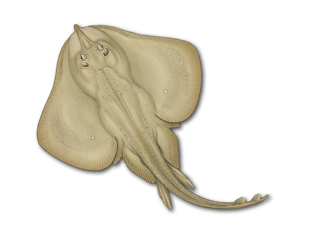 Строение ската