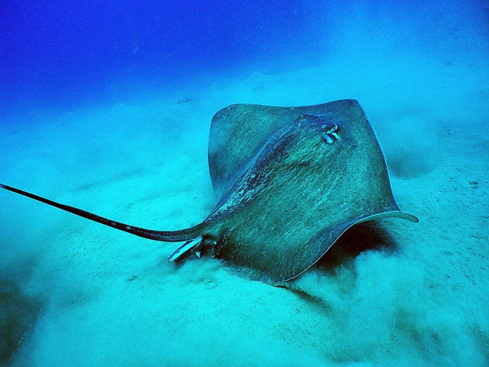 Черноморский Скат хвостокол