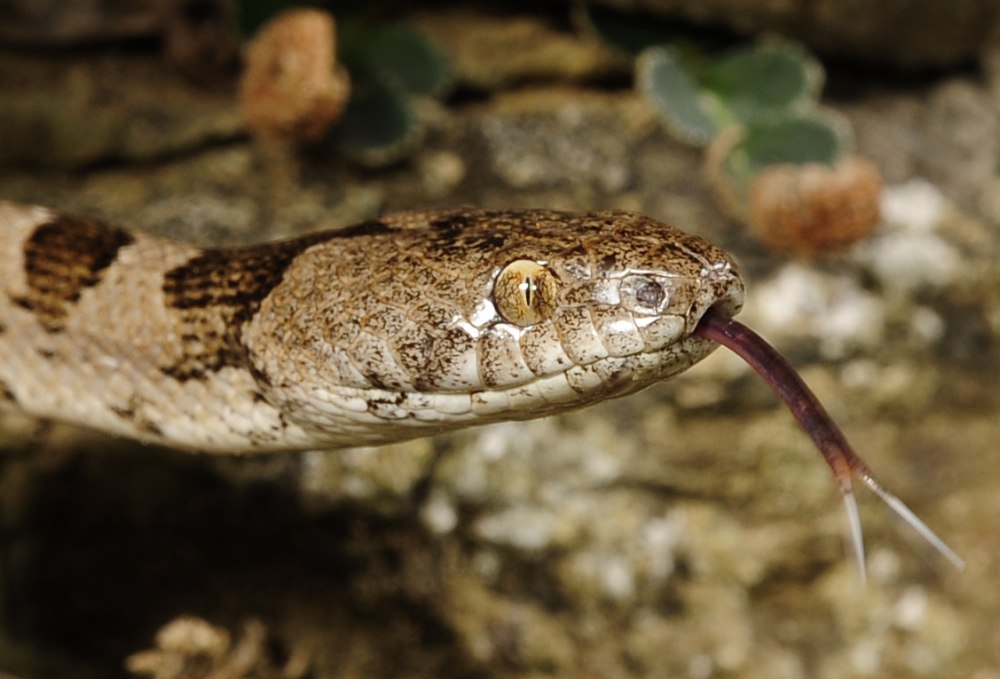 Telescopus fallax