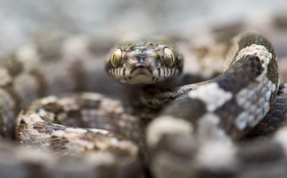 Кошачья змея (Telescopus fallax)