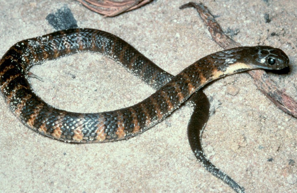 Telescopus Rhinopoma