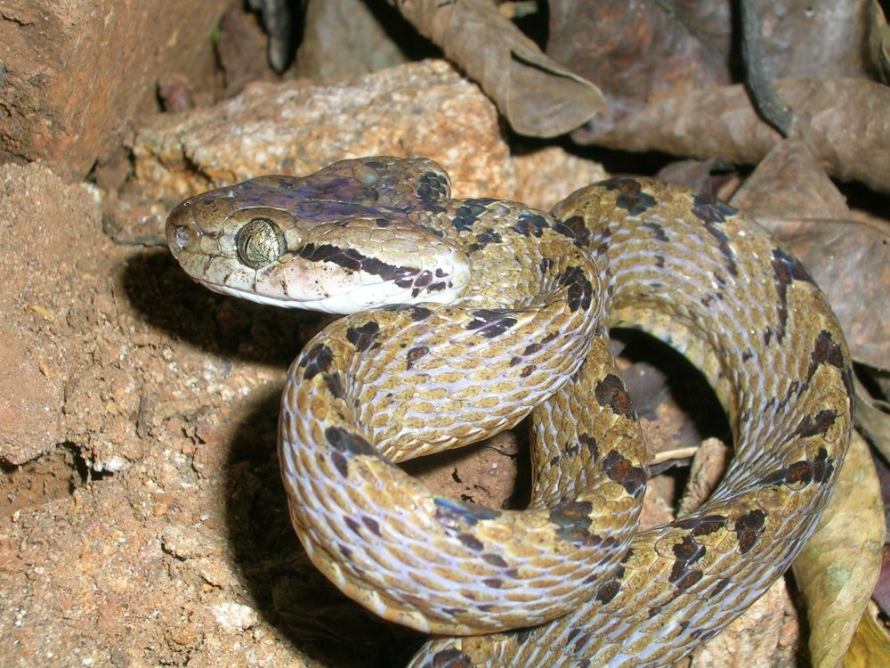 Boiga ceylonensis
