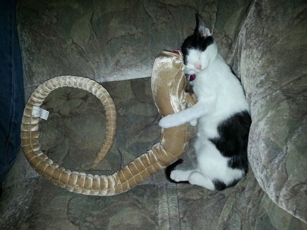 Кошка и змея