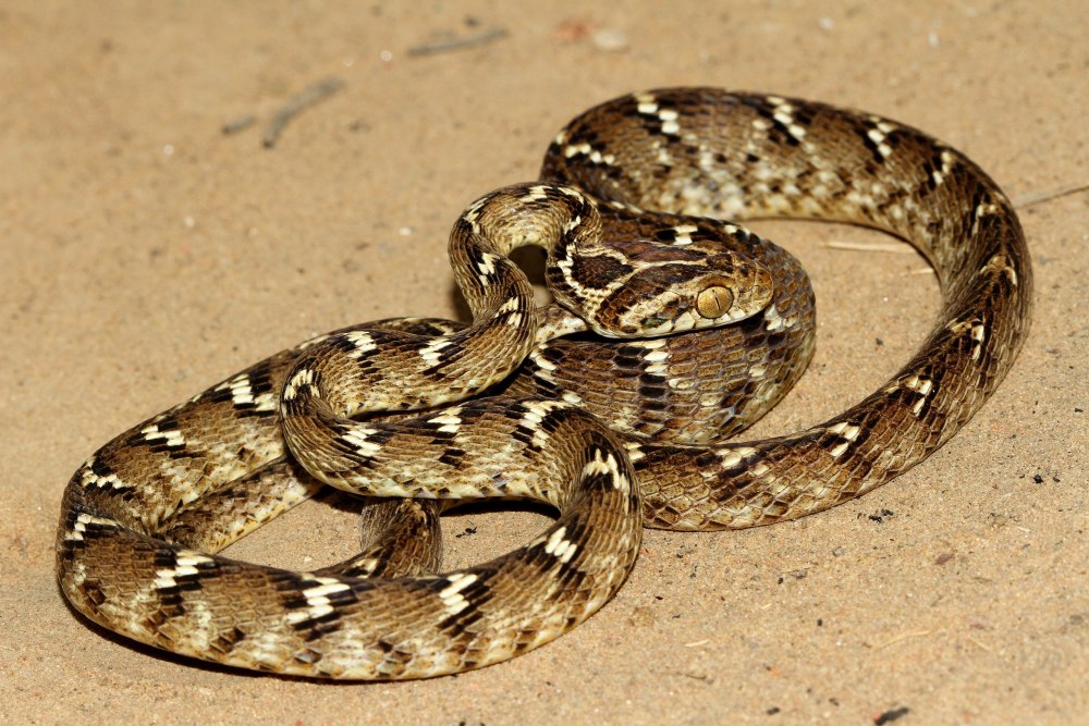 Boiga ceylonensis