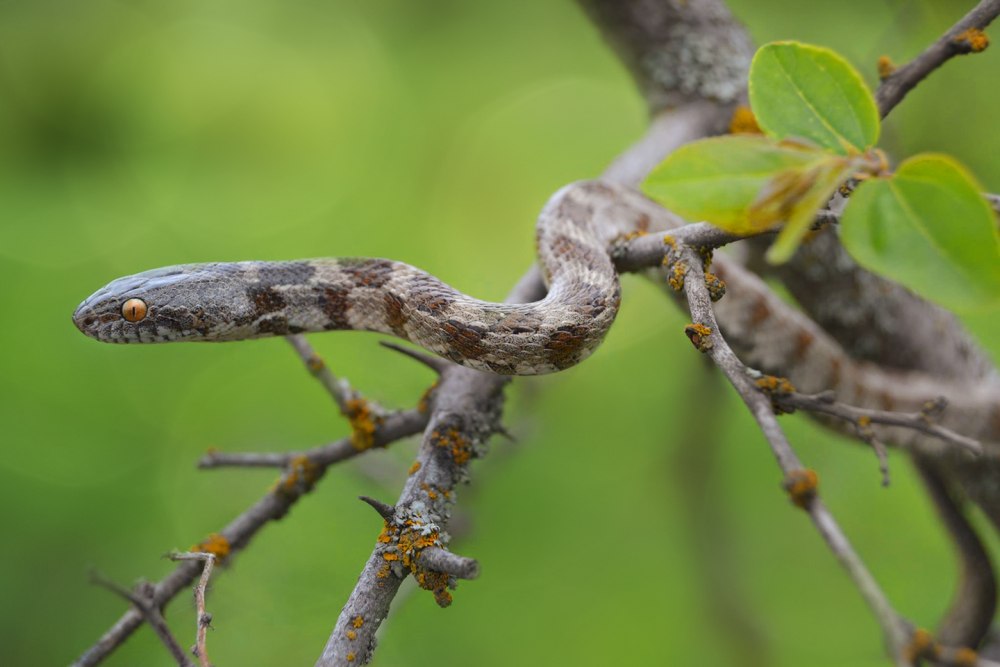 Кошачья змея (Telescopus fallax)