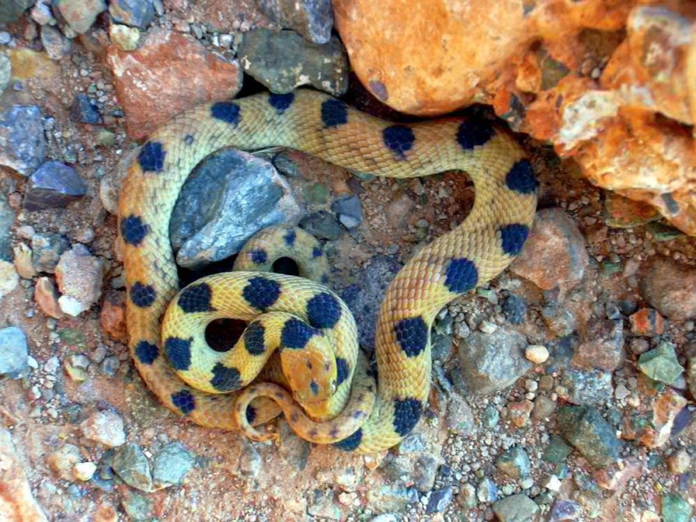 Telescopus fallax