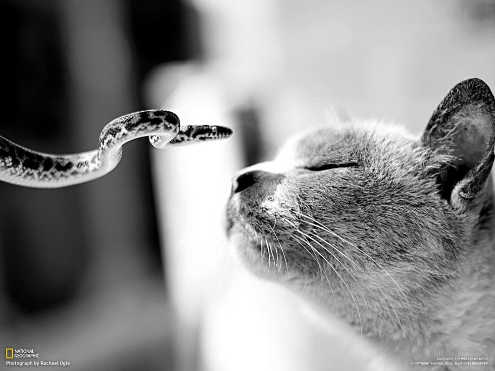 Кот и змея