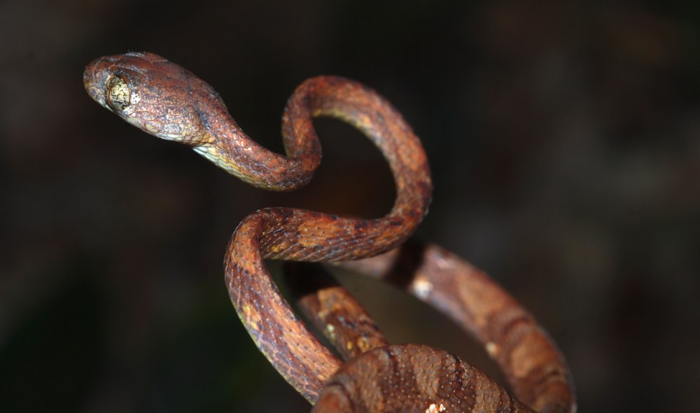 Boiga Siamensis