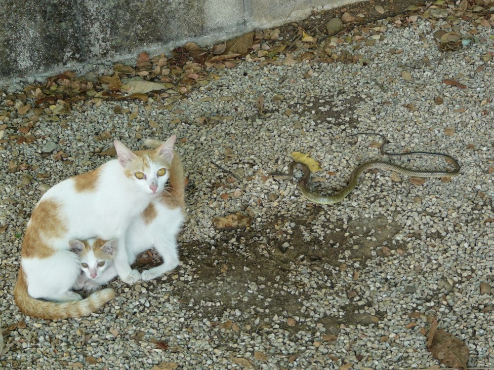 Коты и змеи
