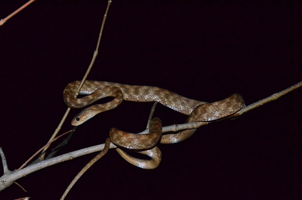 Boiga guangxiensis