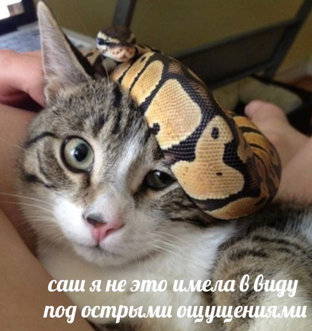 Кошки и змеи