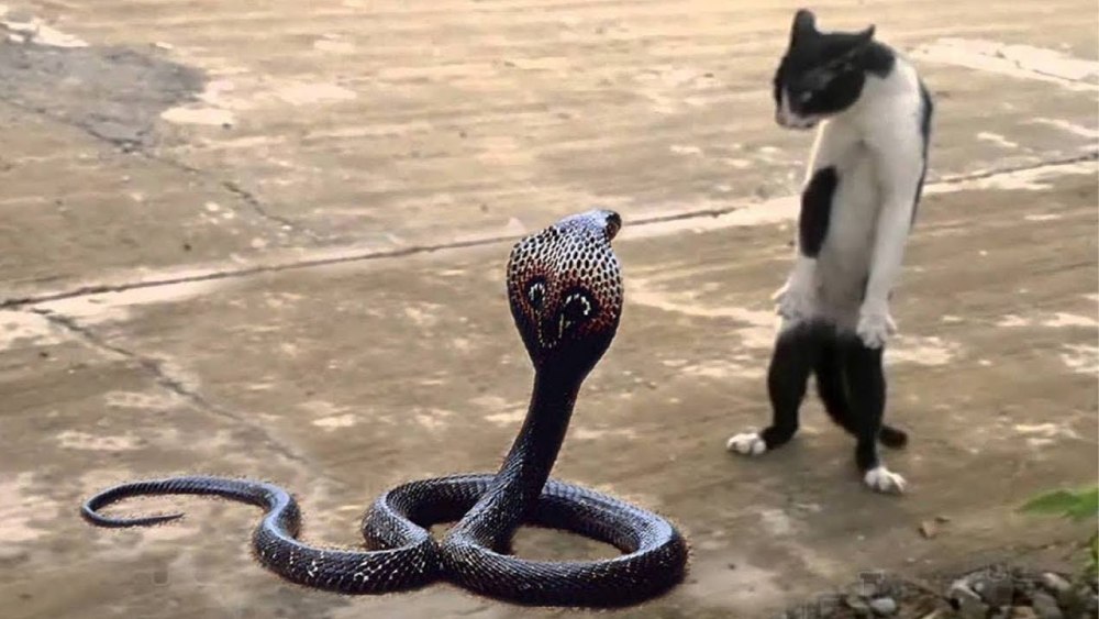 Королевская Кобра кошка