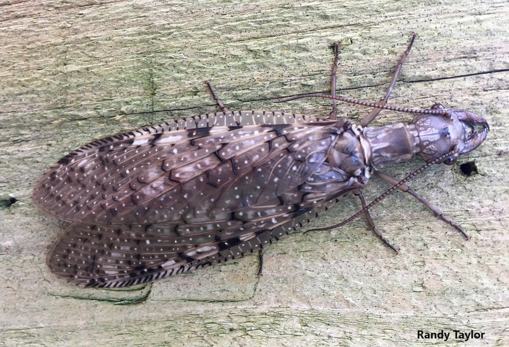 Коридалос Corydalus cornutus