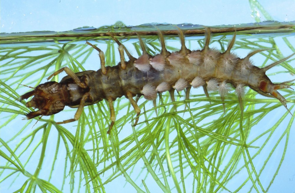 Sialis lutaria, Larva