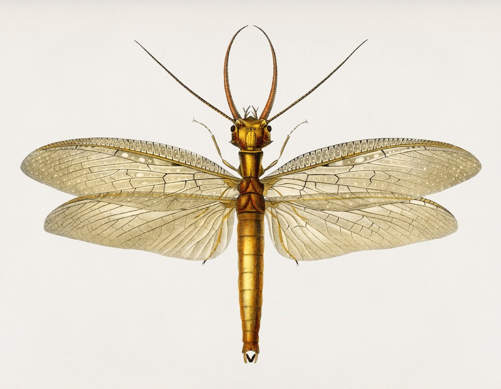 Коридалиды Dobsonfly