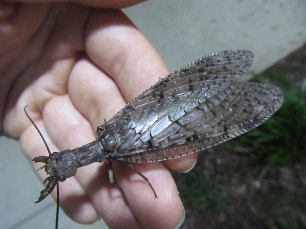 Коридалиды Dobsonfly