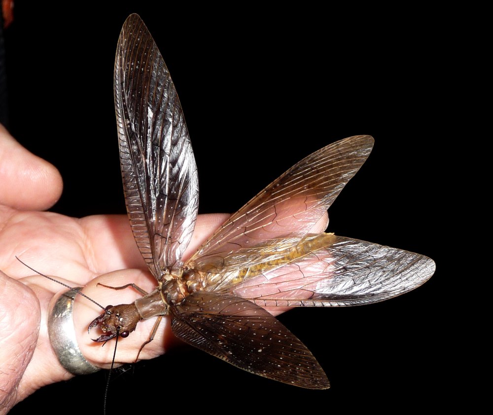 Коридалиды Dobsonfly
