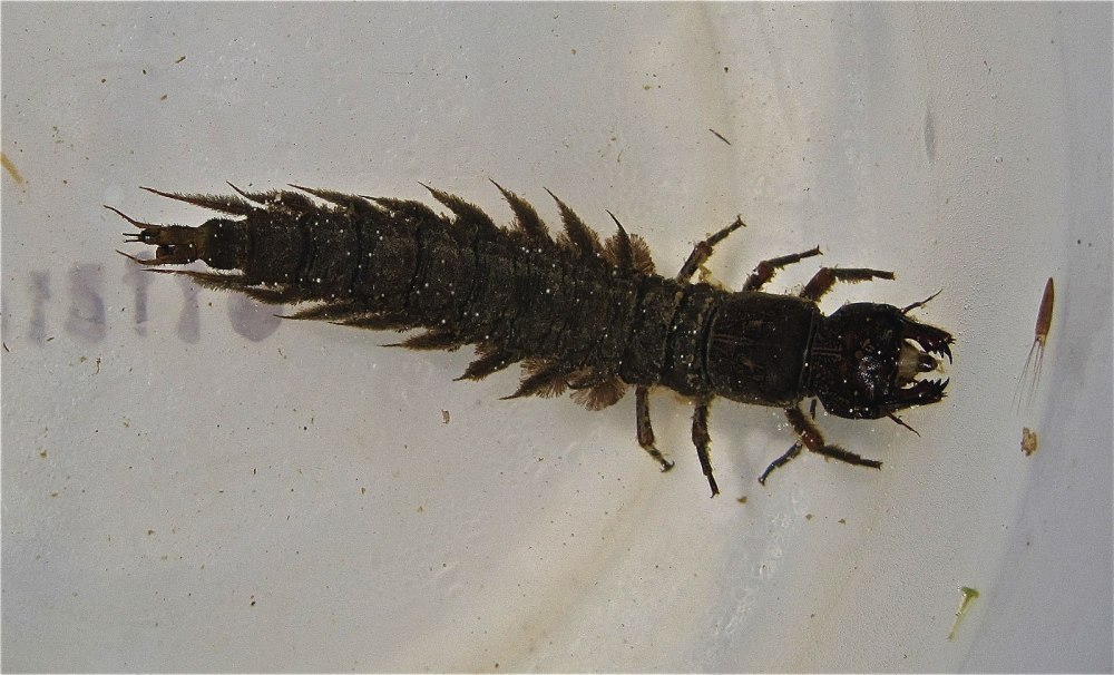 Sialis lutaria личинка