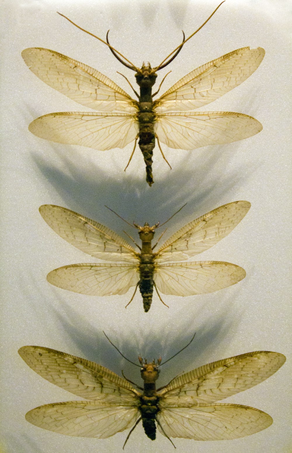 Megaloptera личинки