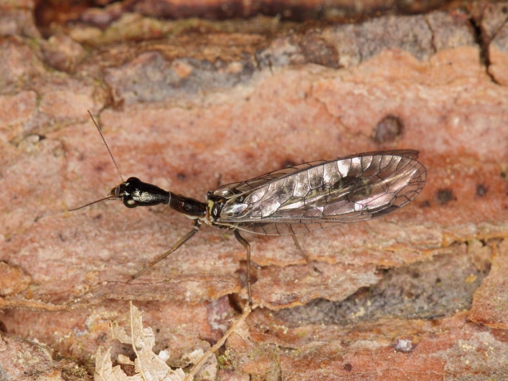 Raphidia xanthostigma личинка