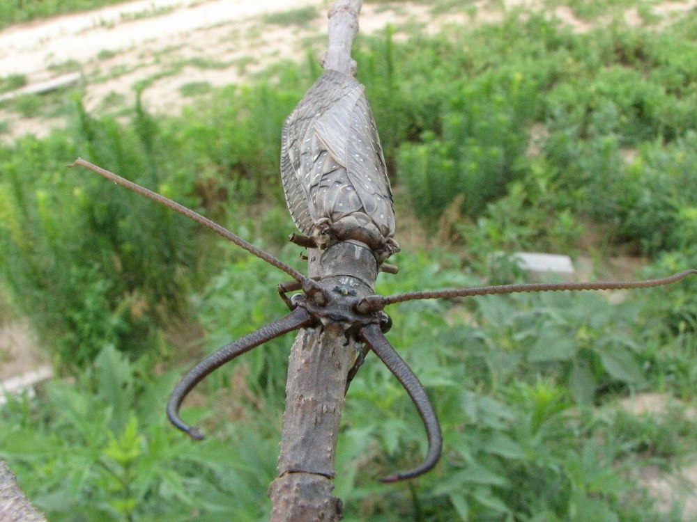 Жук коридалид